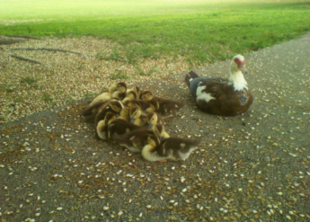 Mama and her chicks